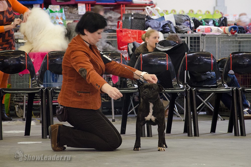 Triple Thrust Harmutti Gross Profit - Бельгия, Кортрейк 2xCACIB 50th EURODOGSHOW/ ShowLeader (Шоулидер) - поездки с собаками на выставки Triple Thrust Harmutti Gross Profit - Бельгия, Кортрейк 2xCACIB 50th EURODOGSHOW/ ShowLeader (Шоулидер) - поездки с собаками на выставки