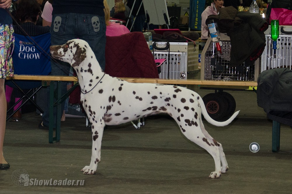 Heppi Sembo Koritsa - Бельгия, Кортрейк 2xCACIB 50th EURODOGSHOW/ ShowLeader (Шоулидер) - поездки с собаками на выставки Heppi Sembo Koritsa - Бельгия, Кортрейк 2xCACIB 50th EURODOGSHOW/ ShowLeader (Шоулидер) - поездки с собаками на выставки