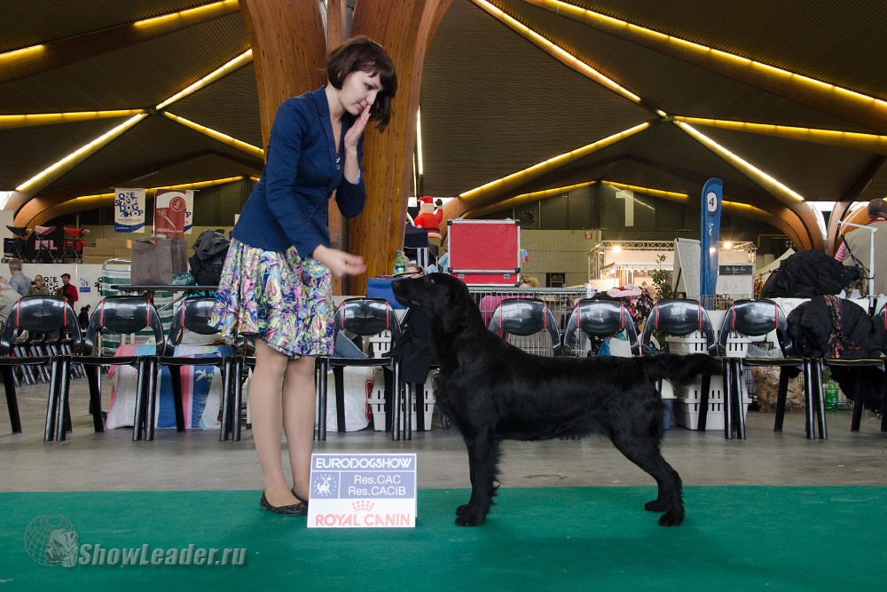 Bersifjor All You Need is Love - Бельгия, Кортрейк 2xCACIB 50th EURODOGSHOW/ ShowLeader (Шоулидер) - поездки с собаками на выставки Bersifjor All You Need is Love - Бельгия, Кортрейк 2xCACIB 50th EURODOGSHOW/ ShowLeader (Шоулидер) - поездки с собаками на выставки