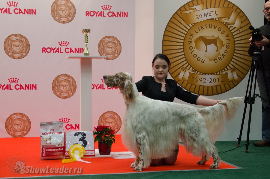 Tantsuyushii Veter Ferrari Firefox - 14-15 декабря 2013 Вильнюс, Литва 2xCACIB "Lithuanian Winner 2013" и "Vilnus Cup 2013" / ShowLeader (Шоулидер) - поездки с собаками на выставки Tantsuyushii Veter Ferrari Firefox - 14-15 декабря 2013 Вильнюс, Литва 2xCACIB "Lithuanian Winner 2013" и "Vilnus Cup 2013" / ShowLeader (Шоулидер) - поездки с собаками на выставки