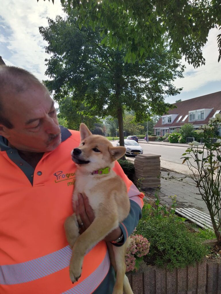 shiba-holland