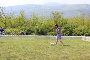 IMG 4153