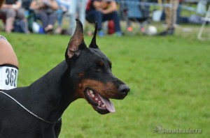 DSC_0429
