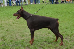 DSC_0600
