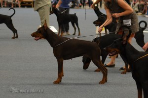 DSC_8083