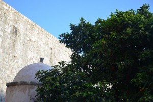 DSC_6124