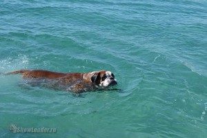 IMG_2258259858207104