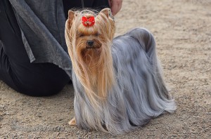 DSC00699