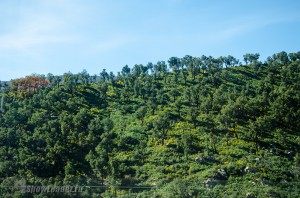 DSC_4114