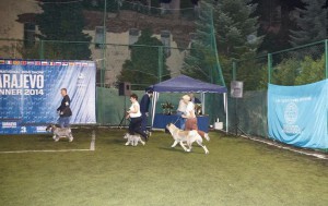 IMG_111578275561600