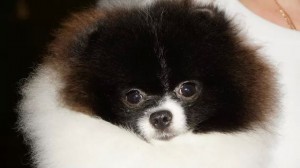 IMG_111587033399754